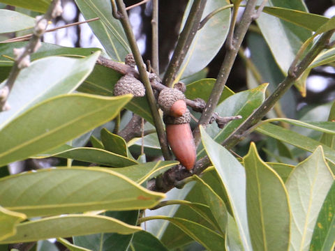 Lithocarpus edulis