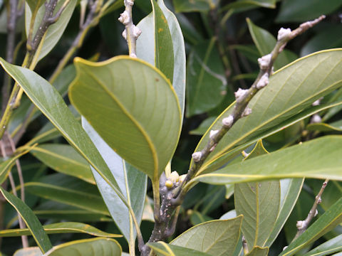 Lithocarpus edulis