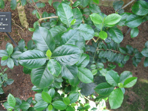 Ilex paraguayensis