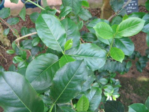 Ilex paraguayensis