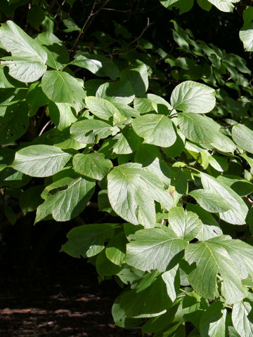 Ehretia dicksonii