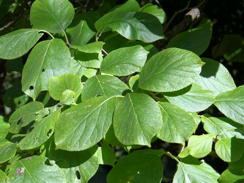 Ehretia dicksonii