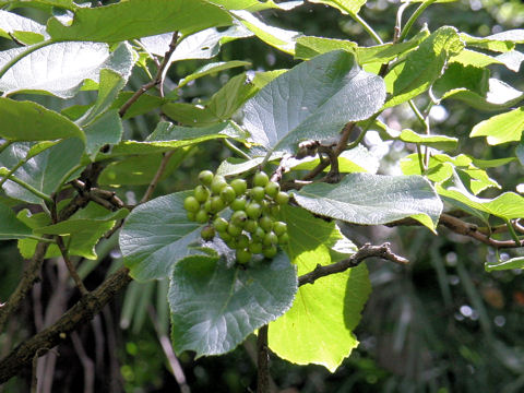 Ehretia dicksonii