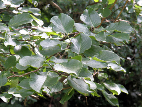 Ehretia dicksonii