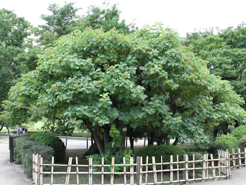 Ehretia dicksonii