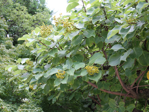 Ehretia dicksonii