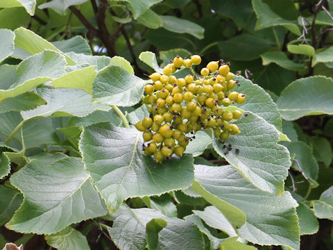 Ehretia dicksonii