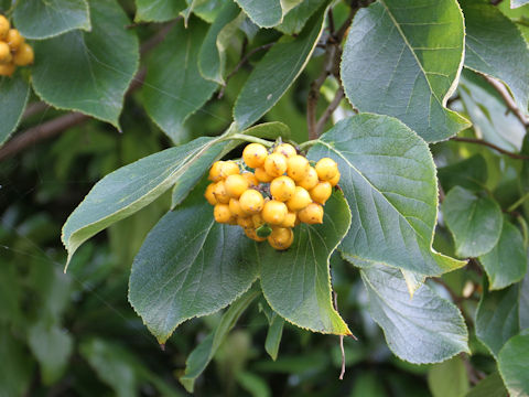 Ehretia dicksonii