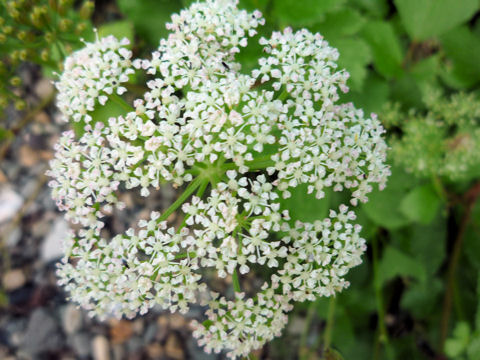 Ligusticum hultenii