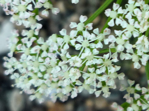 Ligusticum hultenii