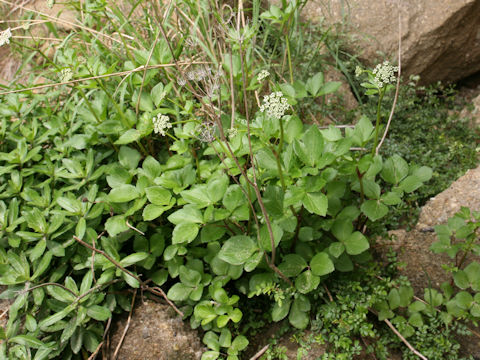 Ligusticum hultenii