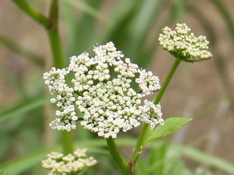 Ligusticum hultenii