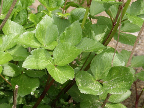 Ligusticum hultenii