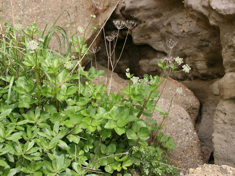 Ligusticum hultenii