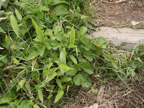 Ligusticum hultenii