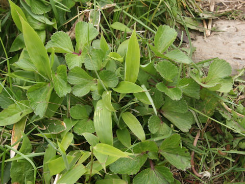 Ligusticum hultenii