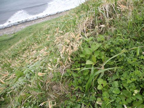 Ligusticum hultenii