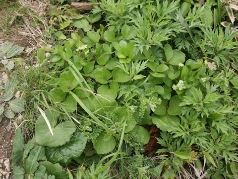 Ligusticum hultenii