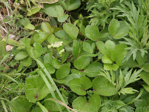 Ligusticum hultenii