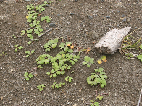 Ligusticum hultenii