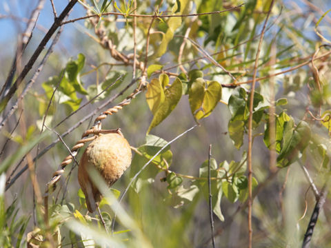 Matelea reticulata