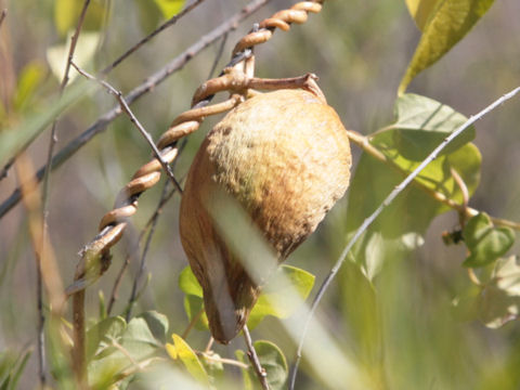 Matelea reticulata