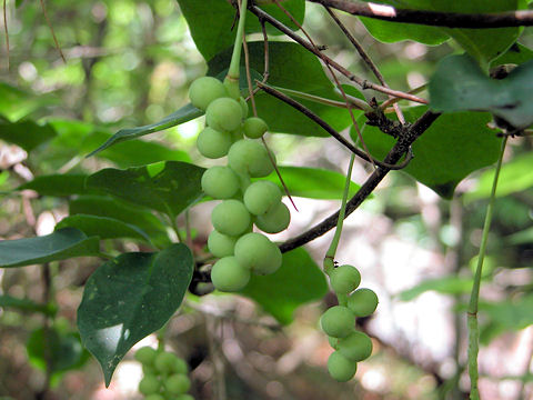 Schisandra nigra