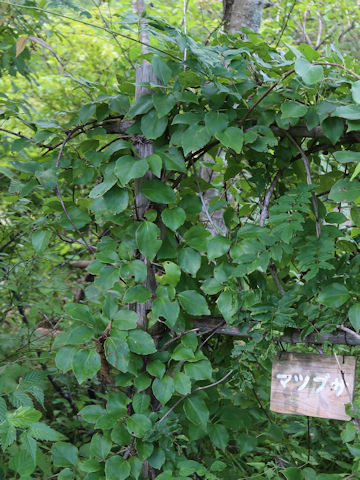 Schisandra nigra