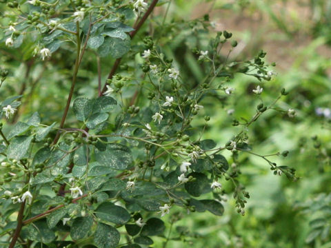 Boenninghausenia japonica