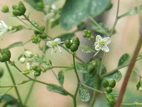 Boenninghausenia japonica