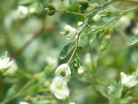 Boenninghausenia japonica