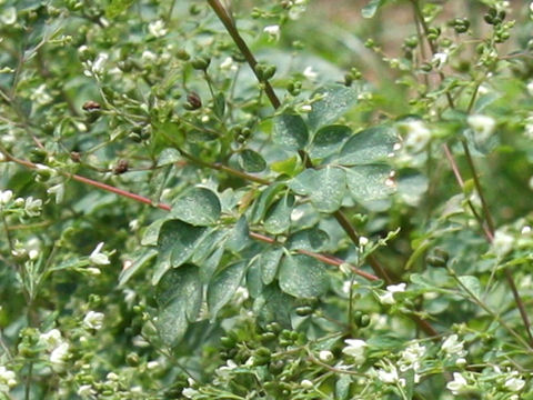 Boenninghausenia japonica