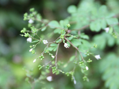 Boenninghausenia japonica