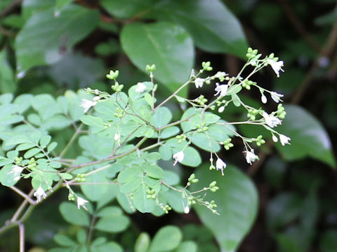 Boenninghausenia japonica