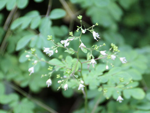 Boenninghausenia japonica