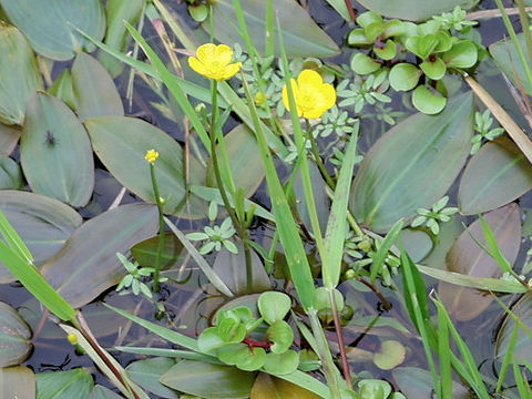 Ranunculus flammula