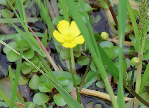 Ranunculus flammula