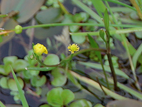 Ranunculus flammula