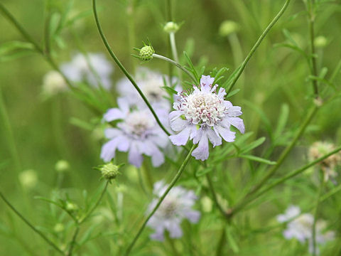 Scabiosa japonica