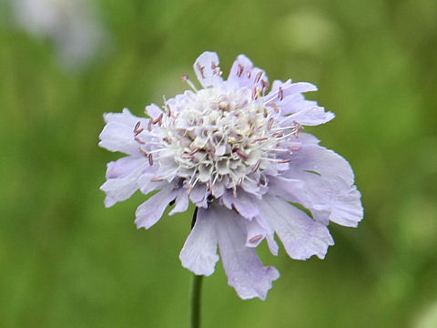 Scabiosa japonica