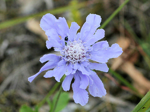 Scabiosa japonica