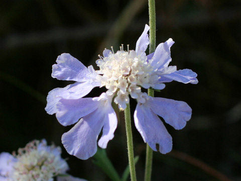 Scabiosa japonica