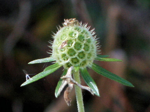 Scabiosa japonica