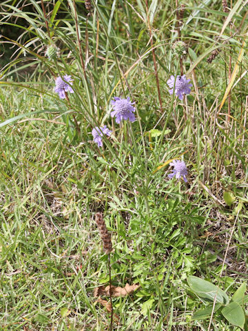 Scabiosa japonica