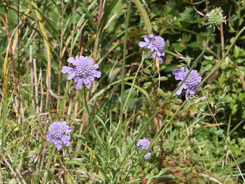 Scabiosa japonica