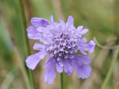 Scabiosa japonica