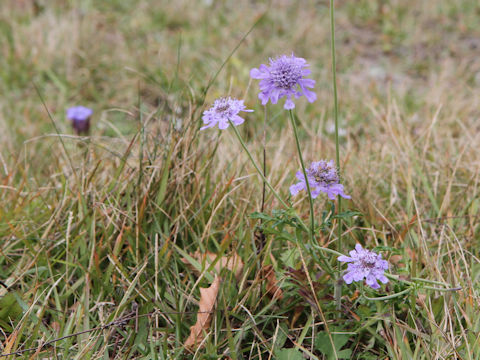 Scabiosa japonica