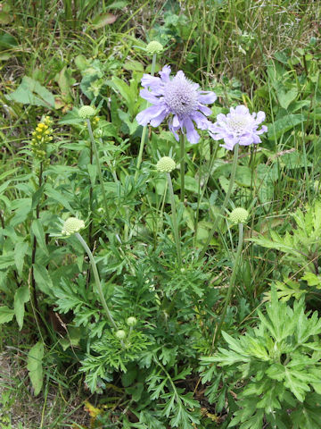 Scabiosa japonica