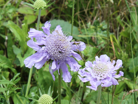 Scabiosa japonica