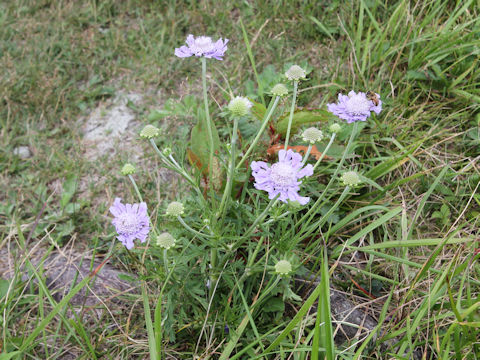 Scabiosa japonica